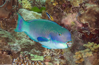 Chlorurus microrhinos (Steephead Parrotfish)
