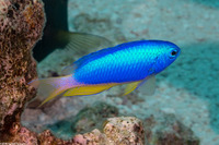 Pomacentrus coelestis (Neon Damsel)