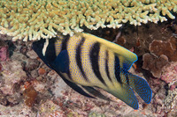 Pomacanthus sexstriatus (Six-Banded Angelfish)
