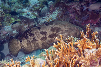 Epinephelus fuscoguttatus (Brown-Marbled Grouper)