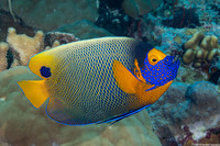 Pomacanthus xanthometopon (Yellow-Mask Angelfish)