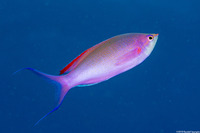 Pseudanthias pascalus (Purple Queen)
