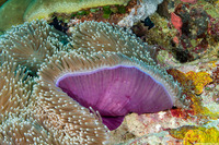 Heteractis magnifica (Magnificent Sea Anemone)