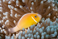 Amphiprion perideraion (Pink Anemonefish)