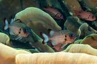 Myripristis adusta (Shadowfin Soldierfish)