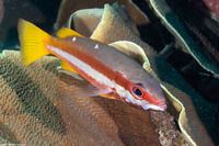 Lutjanus biguttatus (Twospot Snapper)