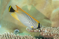 Chaetodon trifascialis (Chevroned Butterflyfish)