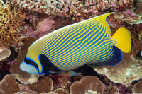 Pomacanthus imperator (Emperor Angelfish)