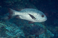 Macolor niger (Black Snapper)