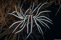 Cenometra bella (Beautiful Feather Star)