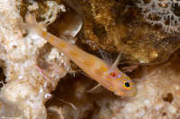 Trimma stobbsi (Yellowhead Pygmygoby)