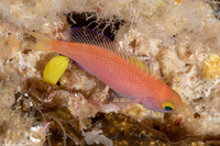 Pseudanthias randalli (Randall's Anthias)