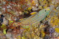 Cephalopholis polleni (Harlequin Grouper)