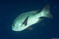 Macolor niger (Black Snapper)