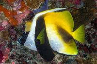 Heniochus monoceros (Masked Bannerfish)