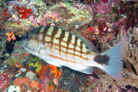 Lutjanus decussatus (Checkered Snapper)