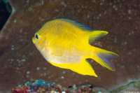 Amblyglyphidodon aureus (Golden Damsel)