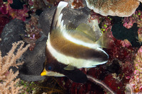 Heniochus chrysostomus (Pennant Bannerfish)