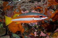 Lutjanus biguttatus (Twospot Snapper)