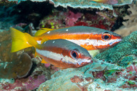 Lutjanus biguttatus (Twospot Snapper)