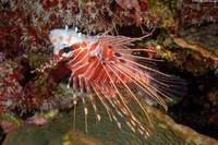 Pterois antennata (Spotfin Lionfish)