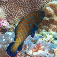 Cephalopholis argus (Peacock Grouper)