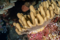 Sinularia sp.1 (Leather Coral)