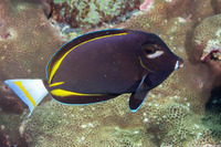 Acanthurus nigricans (Whitecheek Surgeonfish)