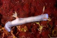 Hypselodoris bullockii (Bullock's Hypselodoris)