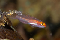 Eviota atriventris (Neon Dwarfgoby)