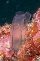Rhopalaea sp.1 (Banded Tunicate)