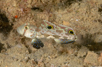 Signigobius biocellatus (Signal Goby)