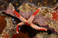Fromia monilis (Peppermint Sea Star)