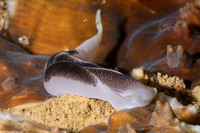 Chelidonura amoena (Lovely Headshield Slug)