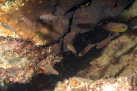 Taeniamia fucata (Orangelined Cardinalfish)