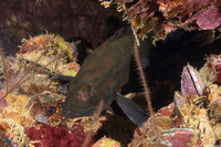 Cephalopholis boenak (Chocolate Grouper)