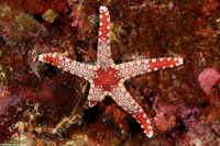 Fromia monilis (Peppermint Sea Star)