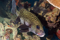 Plectorhinchus chaetodonoides (Many-Spotted Sweetlips)