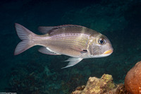 Monotaxis grandoculis (Humpnose Bigeye Bream)