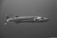 Sphyraena barracuda (Great Barracuda)