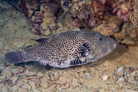 Arothron mappa (Map Puffer)