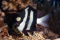 Dascyllus aruanus (Humbug Dascyllus)
