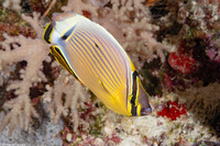 Chaetodon lunulatus (Redfin Butterflyfish)