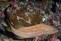 Anyperodon leucogrammicus (Slender Grouper)