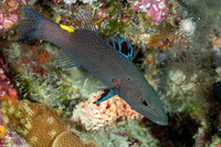 Belonoperca chabanaudi (Arrowhead Soapfish)