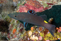 Belonoperca chabanaudi (Arrowhead Soapfish)