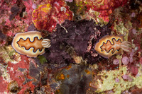 Goniobranchus coi (Co's Chromodoris)