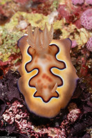 Goniobranchus coi (Co's Chromodoris)