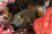 Balistapus undulatus (Orange-Lined Triggerfish)