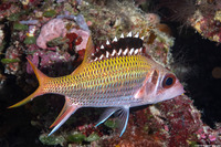 Neoniphon opercularis (Blackfin Squirrelfish)